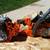 Husqvarna 450 Chain Saw (chainsaw) 2 thumbnail