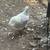 White Rock Bantam Laying Pairs 2 thumbnail