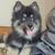 Pomsky seeking new home 4 thumbnail
