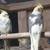 Cockatiel for sale 12 thumbnail