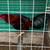 Roosters/ 16 thumbnail