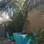 12 Foot Tall Rare Bolivian Mountain Coconut Palm Tree Huge Stucco Pot 5 thumbnail