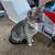 Free inside/outside cats 11 thumbnail