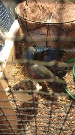 Male button quail (Monroe ia)63671573211779122