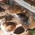 Various hens/gallinas 1 thumbnail