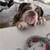 🚨🐾 TEMPORARY EXPERIENCED DOG FOSTER NEEDED 4 thumbnail