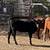 Black Heifer Calves | Beef Heifers 1 thumbnail