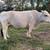Mini Zebu Mini Jersey Steer 1 thumbnail
