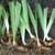Purple Iris Plant 1 thumbnail
