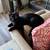 Rehoming young cat - dog friendly 2 thumbnail