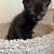 rehoming kittens 2 thumbnail