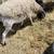 Sheep/ Barrego 2 thumbnail
