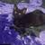 Cats in need of home 3 thumbnail