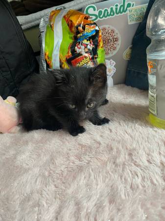 ¡Gatitos negros de 6 meses necesitan nuevo hogar! (San Francisco)63696507632129120