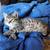 Kittens need homes 5 thumbnail