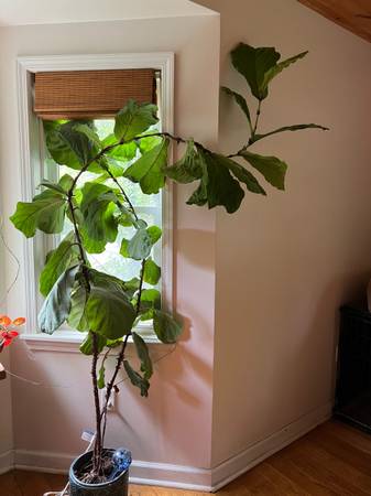 Floor to ceiling fiddle leaf fig 1