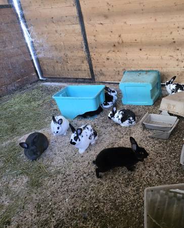 New Zealand meat rabbits 1