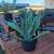 Blue Agaves 1 thumbnail