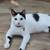 Stump Tail Cats 1 thumbnail