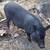 Marrano/ Pig 1 thumbnail
