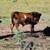 Red belted Galloway Bulls. For sale 1500 2 thumbnail