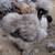 Silkie Hens ~All Feather Types Silkie, Satin, Frizzle, Satin Frizzle 8 thumbnail