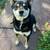Adult Shiba 1 thumbnail