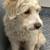 Labradoodle one years old for adoption 3 thumbnail