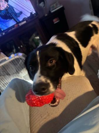 LOST DOG PLEASE CONTACT IF SIGHTED (Tenino)64167240816385120