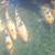 Jumbo koi 10 thumbnail