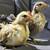 Serama bantam chickens 4 months 2 thumbnail