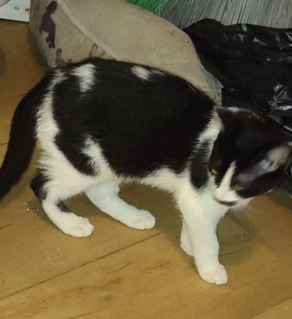Kitten in need of home (Takoma Park)63897787223298121