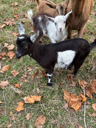 Baby goats 1