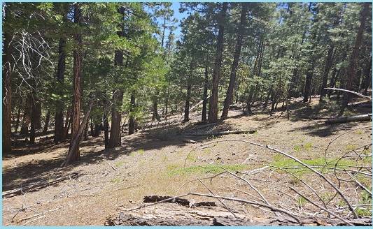 Stunning Lot 1.19 Acres in California Pines community 1