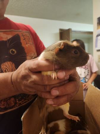Guinea pigs need homes now! (Lacey)63858405194243123