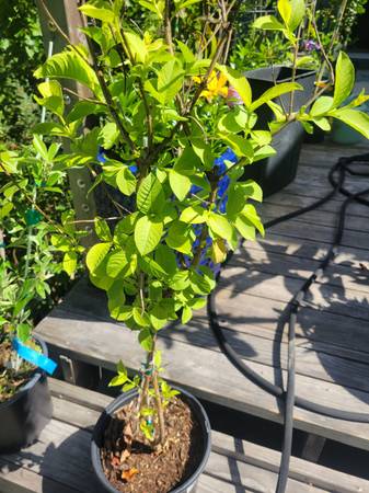 Pink Tropical Guava Tree 1