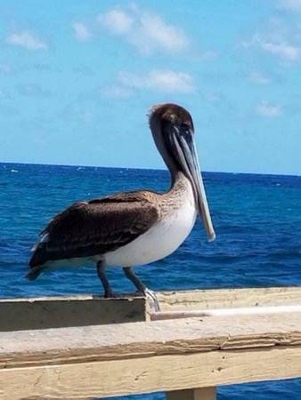$575 / 1br - 350ft2 - BEAUTIFUL UNIT SECOND TO THE BEACH $575 WEEKLY (Deerfield Beach)64049279770115123