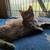 Kittens 1 thumbnail