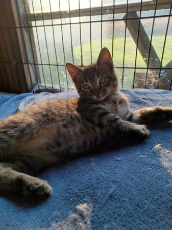 Kittens 1