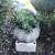 A pretty cement basket full of ripple jades 1 thumbnail