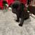 Pug Puppies 6 thumbnail