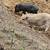 Pot belly pigs 3 thumbnail