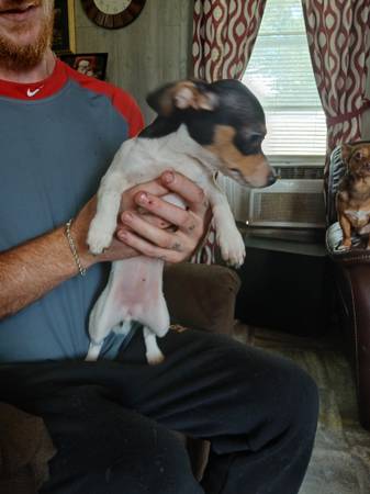 Chihuahua (Muscle Shoals)63412077362817122