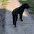 Black Labrador Mixed w/ Huski Puppy for Sell 3 thumbnail