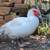 Breeding Pair of Muscovy Ducks 2 thumbnail