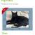 MISSING MALE BLACK CAT 1 thumbnail