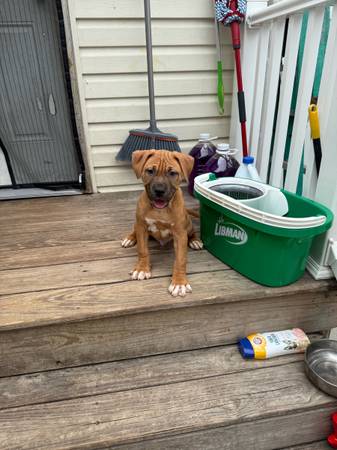 3 months old pit puppy (Bellerose)63699050565379120