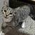 14 wk old kitty 1 thumbnail