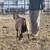 Nigerian Dwarf Doe Dairy Goat PREGNANT 2 thumbnail