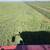 Beardless Wheat Hay rounds -- $100/bale 4 thumbnail